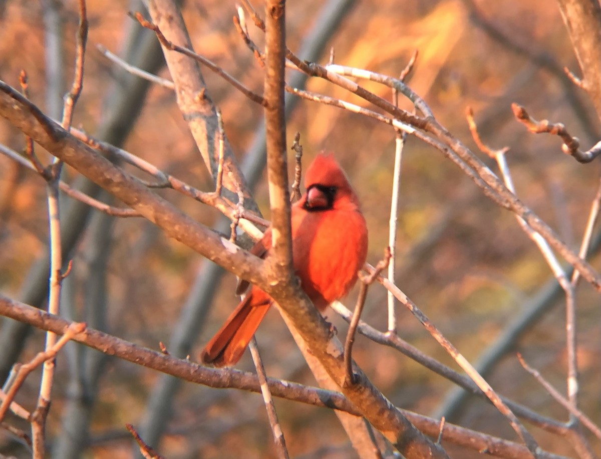 Кардинал червоний [група cardinalis] - ML613443283