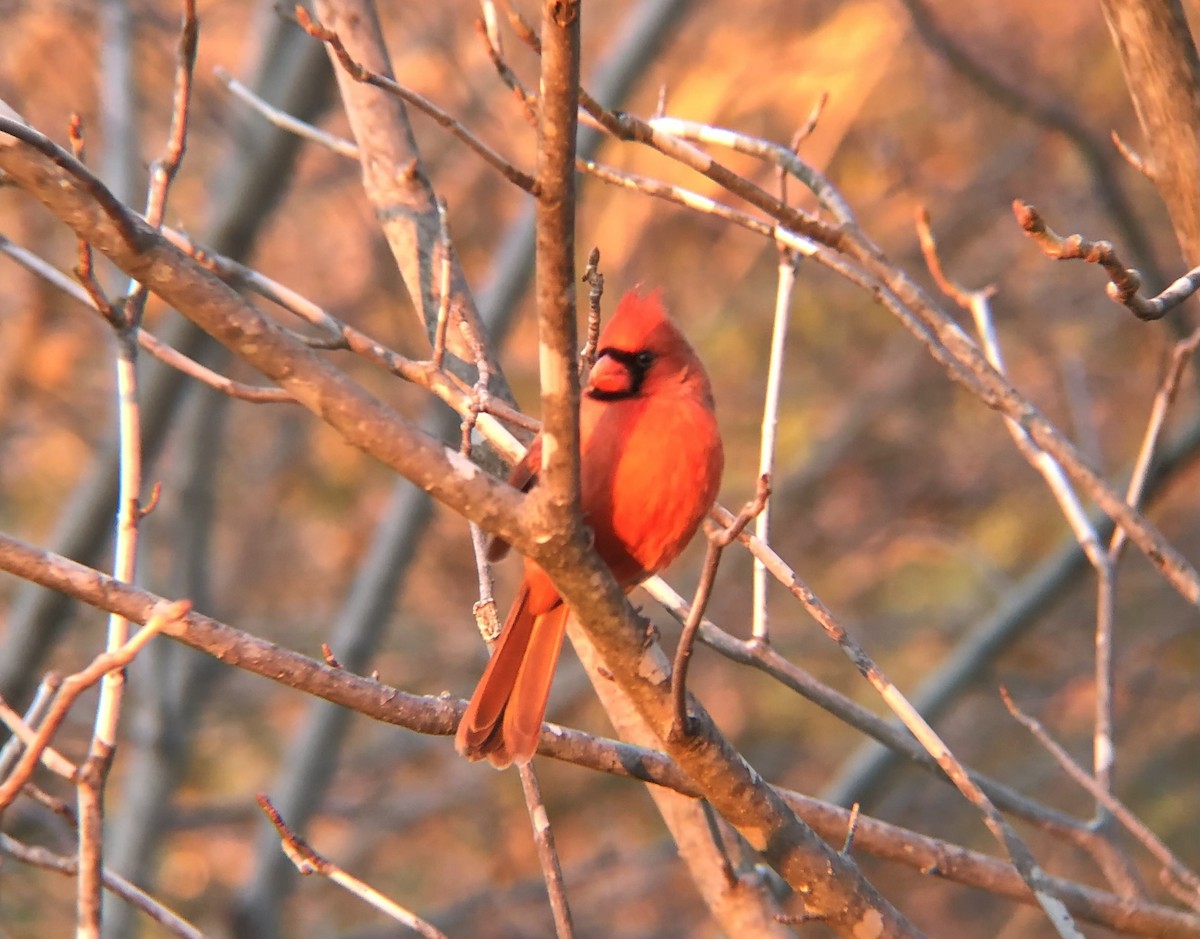 Кардинал червоний [група cardinalis] - ML613443284