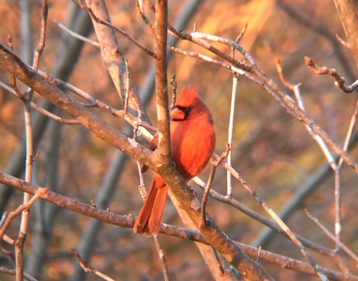 rødkardinal (cardinalis gr.) - ML613443285