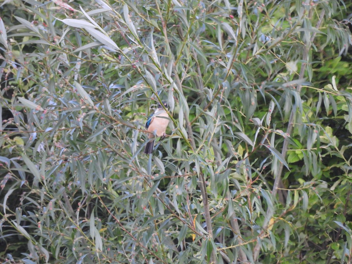 Sacred Kingfisher (New Zealand) - ML613443289