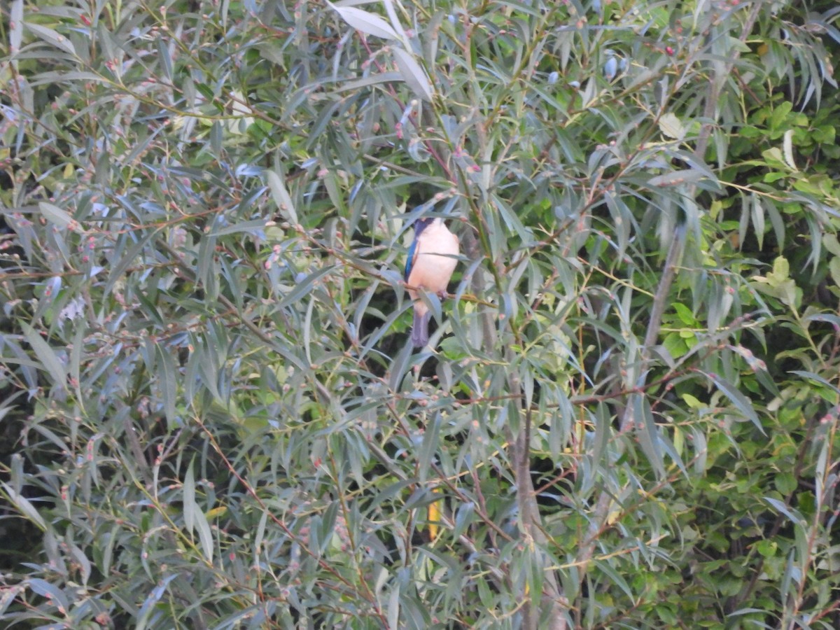 Sacred Kingfisher (New Zealand) - ML613443290