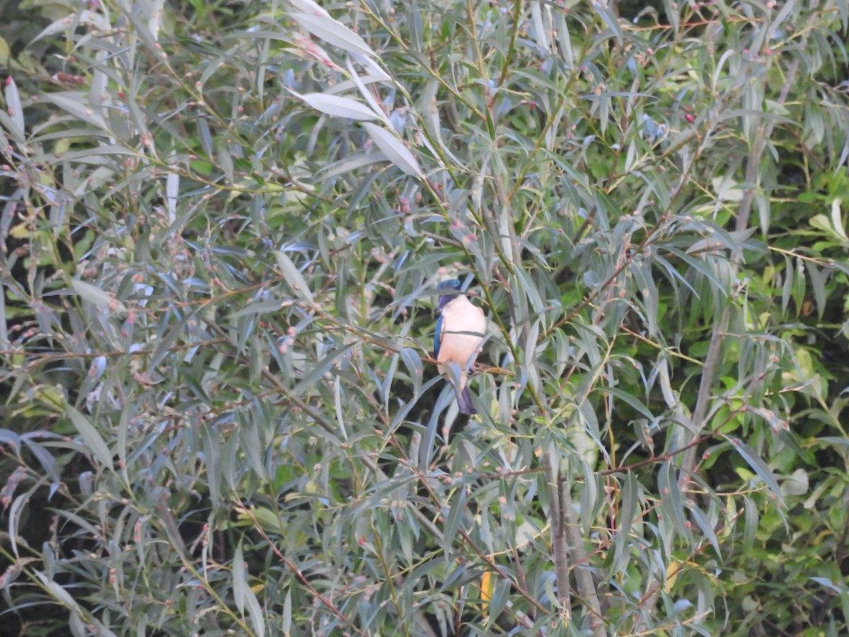 Sacred Kingfisher (New Zealand) - ML613443292