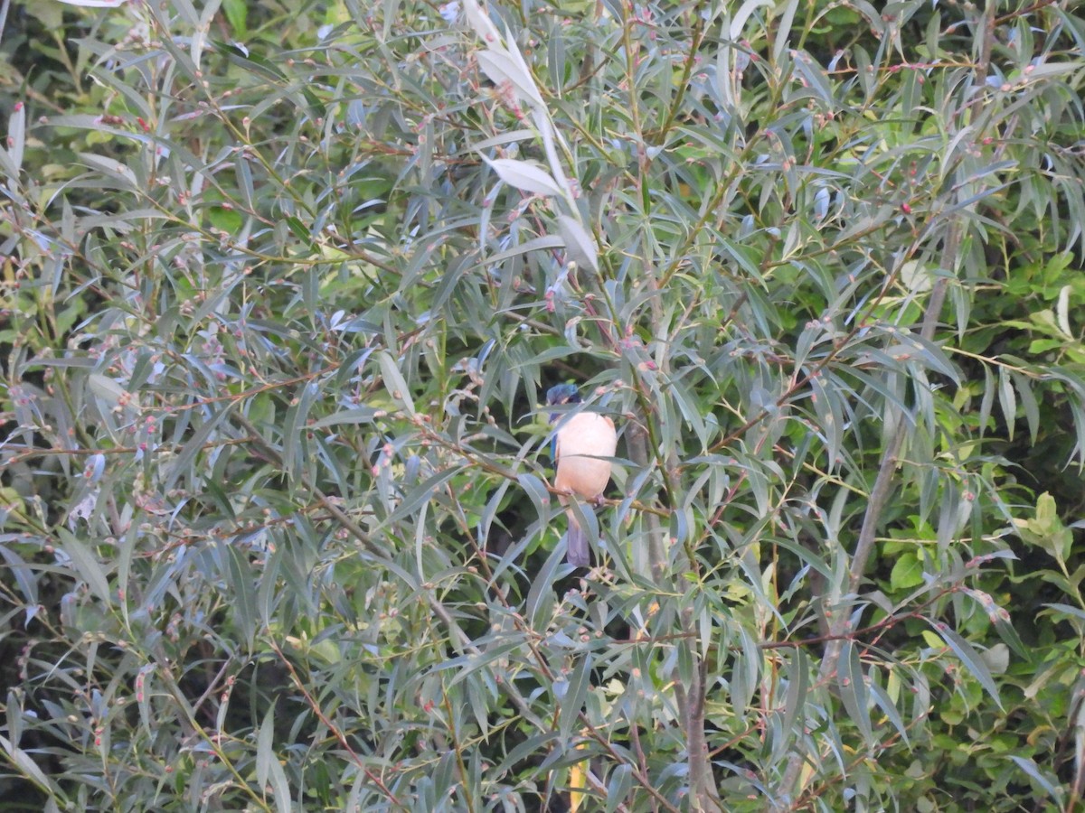 Sacred Kingfisher (New Zealand) - ML613443296