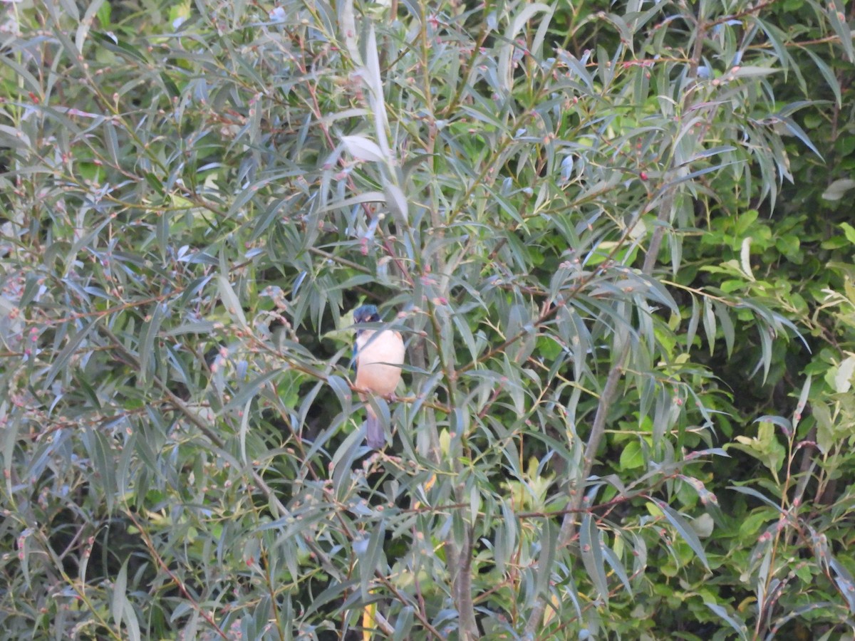 Sacred Kingfisher (New Zealand) - ML613443297