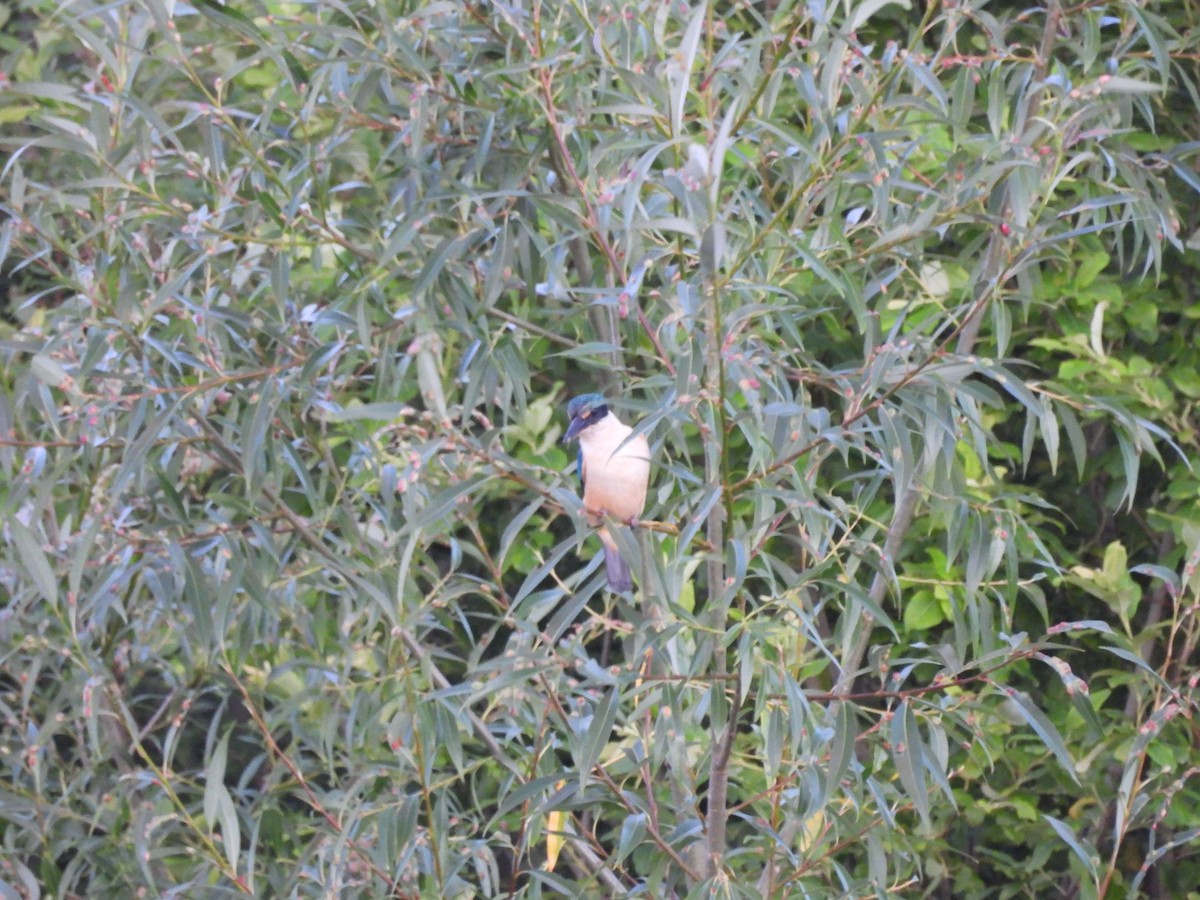 Sacred Kingfisher (New Zealand) - ML613443298