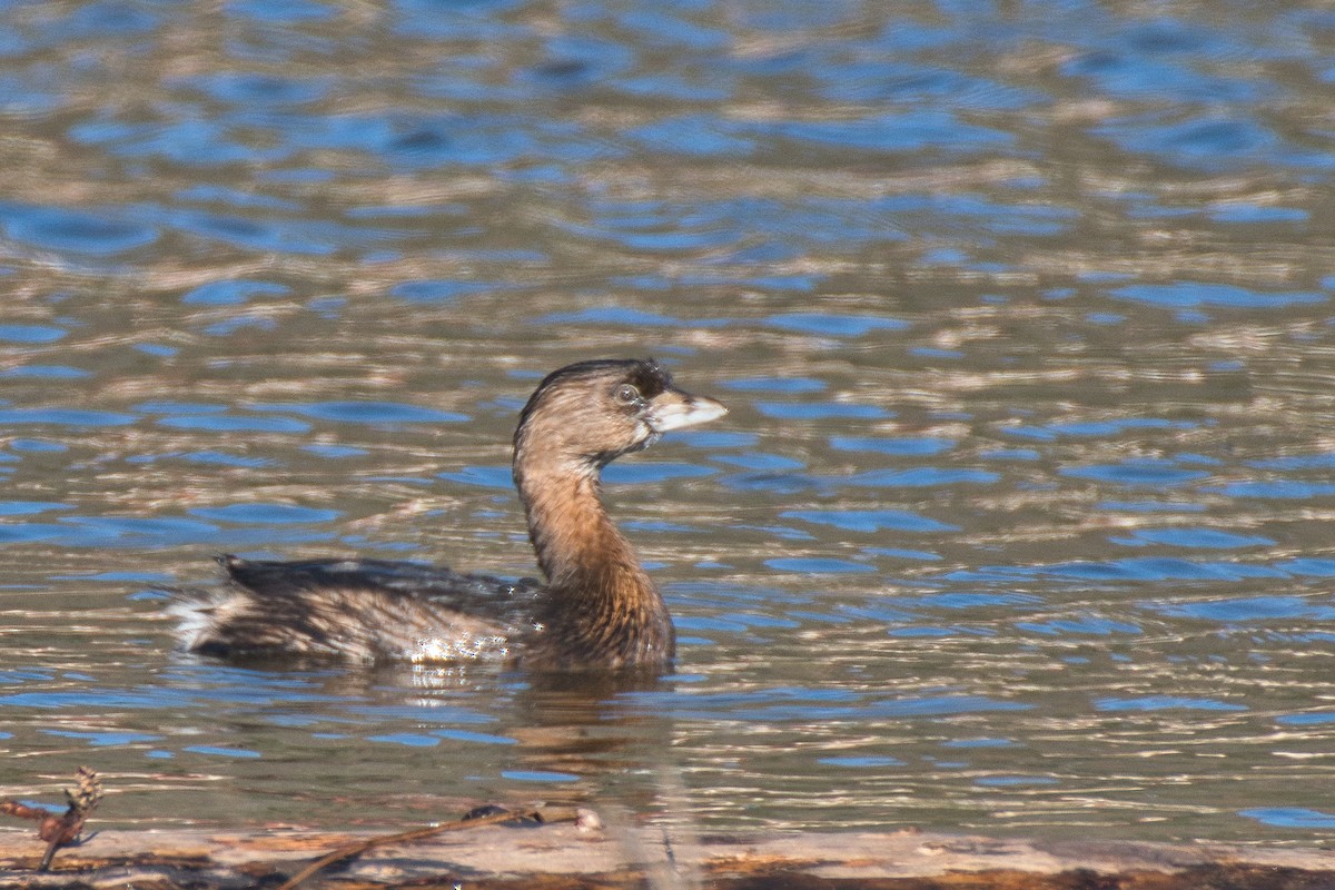 Pied-billed Grebe - ML613443320