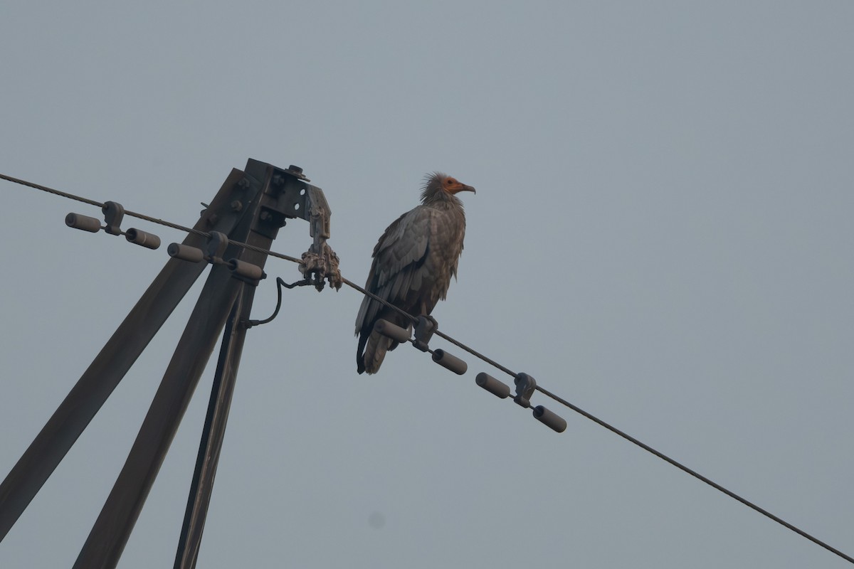 Egyptian Vulture - Veeraj Sharma