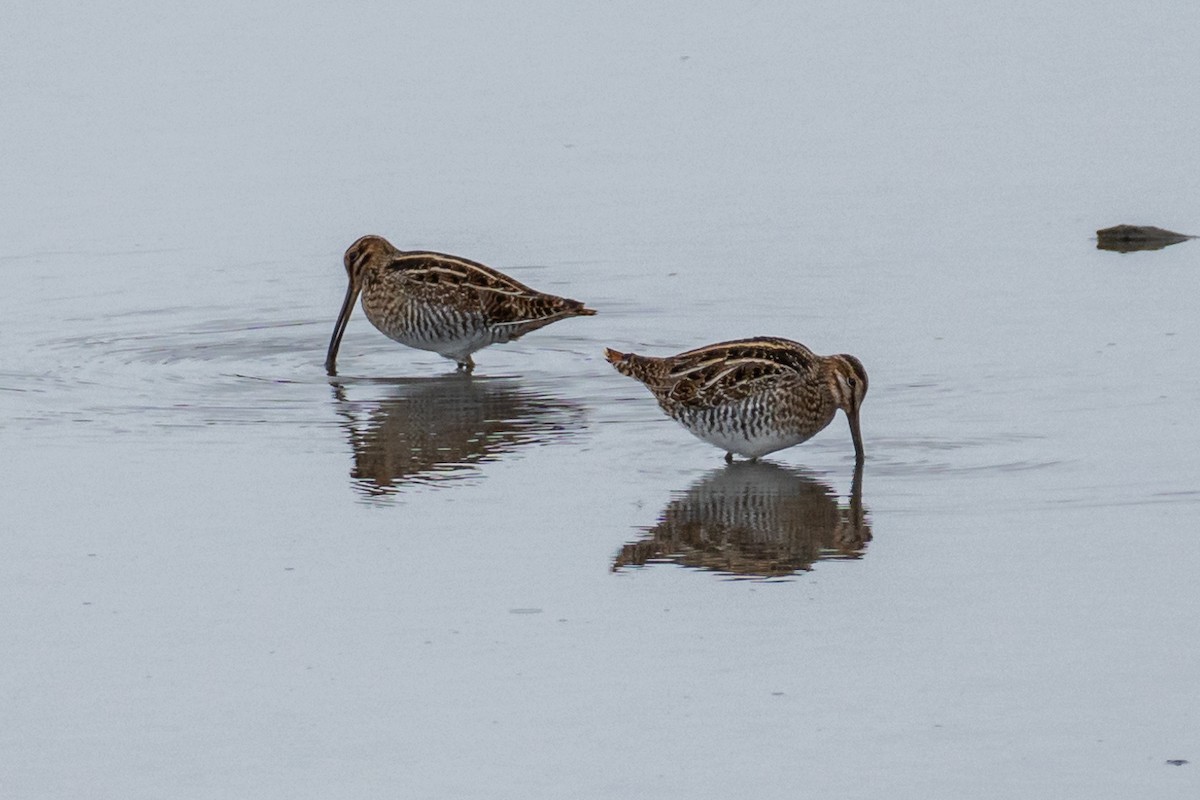 Wilson's Snipe - ML613443488