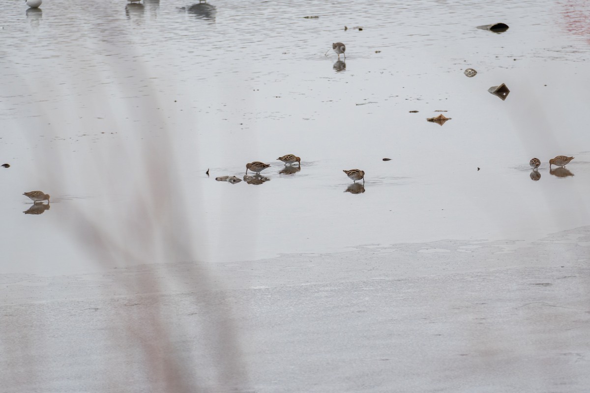 Wilson's Snipe - ML613443493