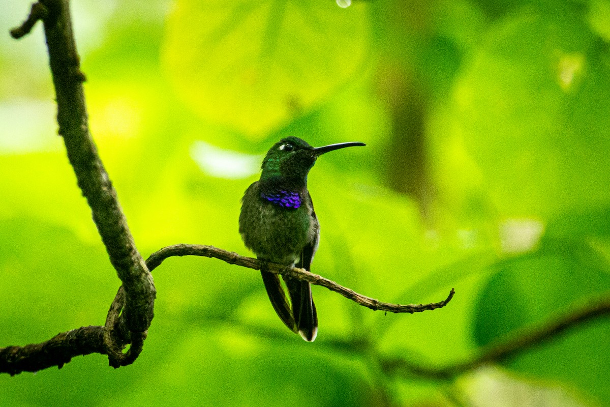 Violet-chested Hummingbird - ML613443506