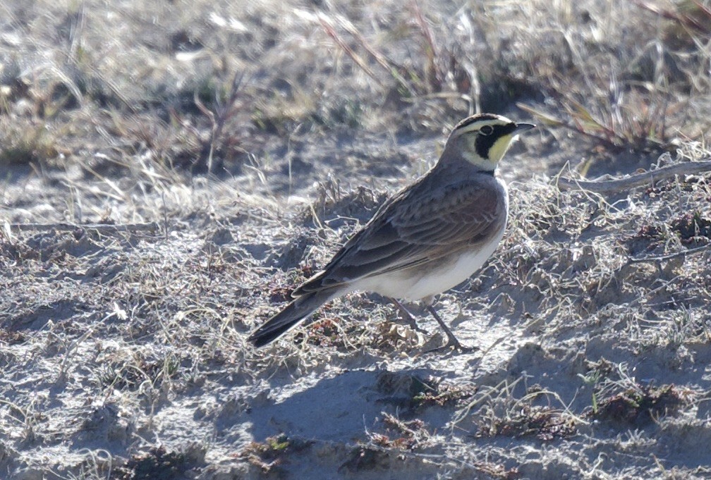 Horned Lark - william tyrer