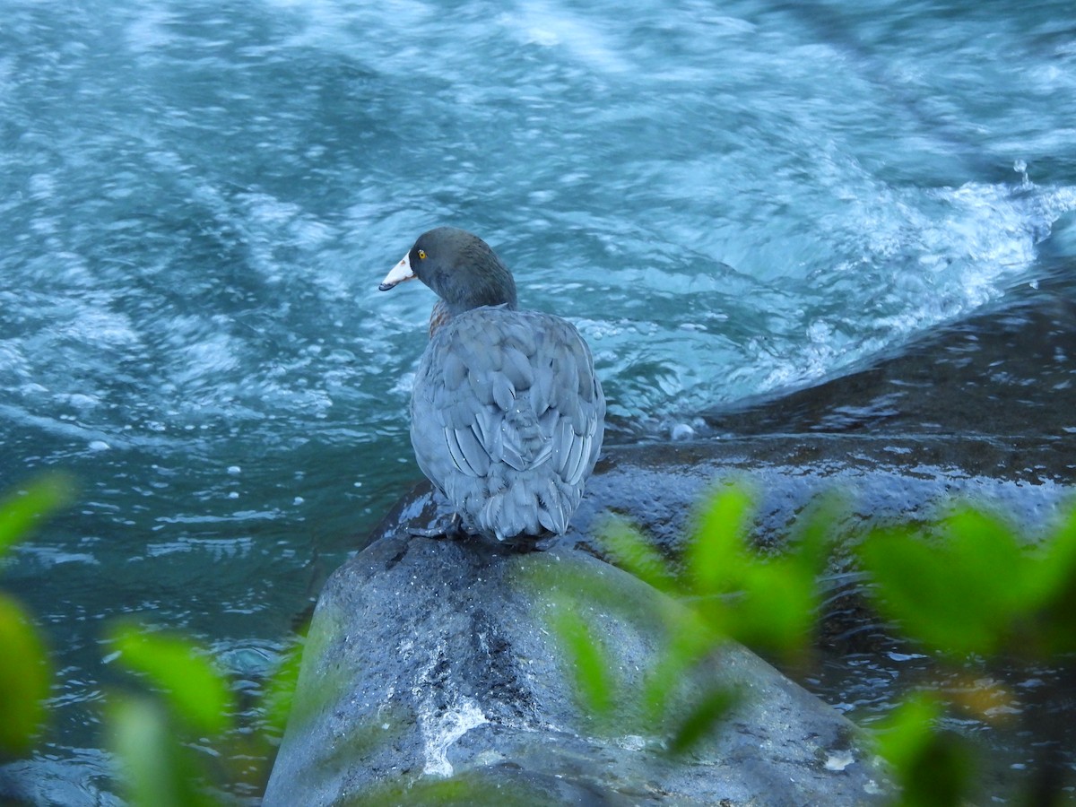 Pato Azul - ML613443556