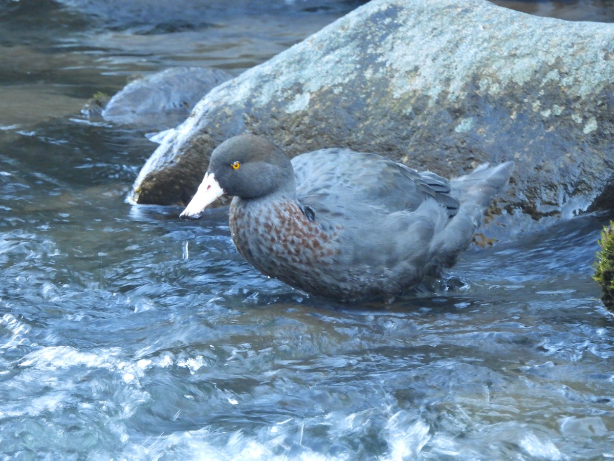 Pato Azul - ML613443588