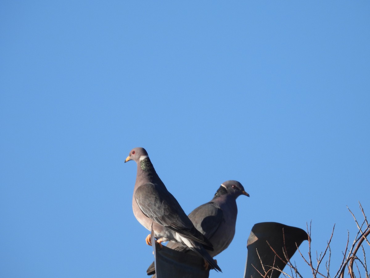 Band-tailed Pigeon - Ralph Carlson