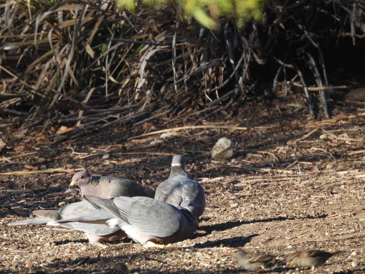 Band-tailed Pigeon - ML613443728