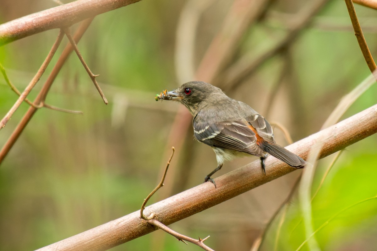 Caatinga Black-Tyrant - ML613443792