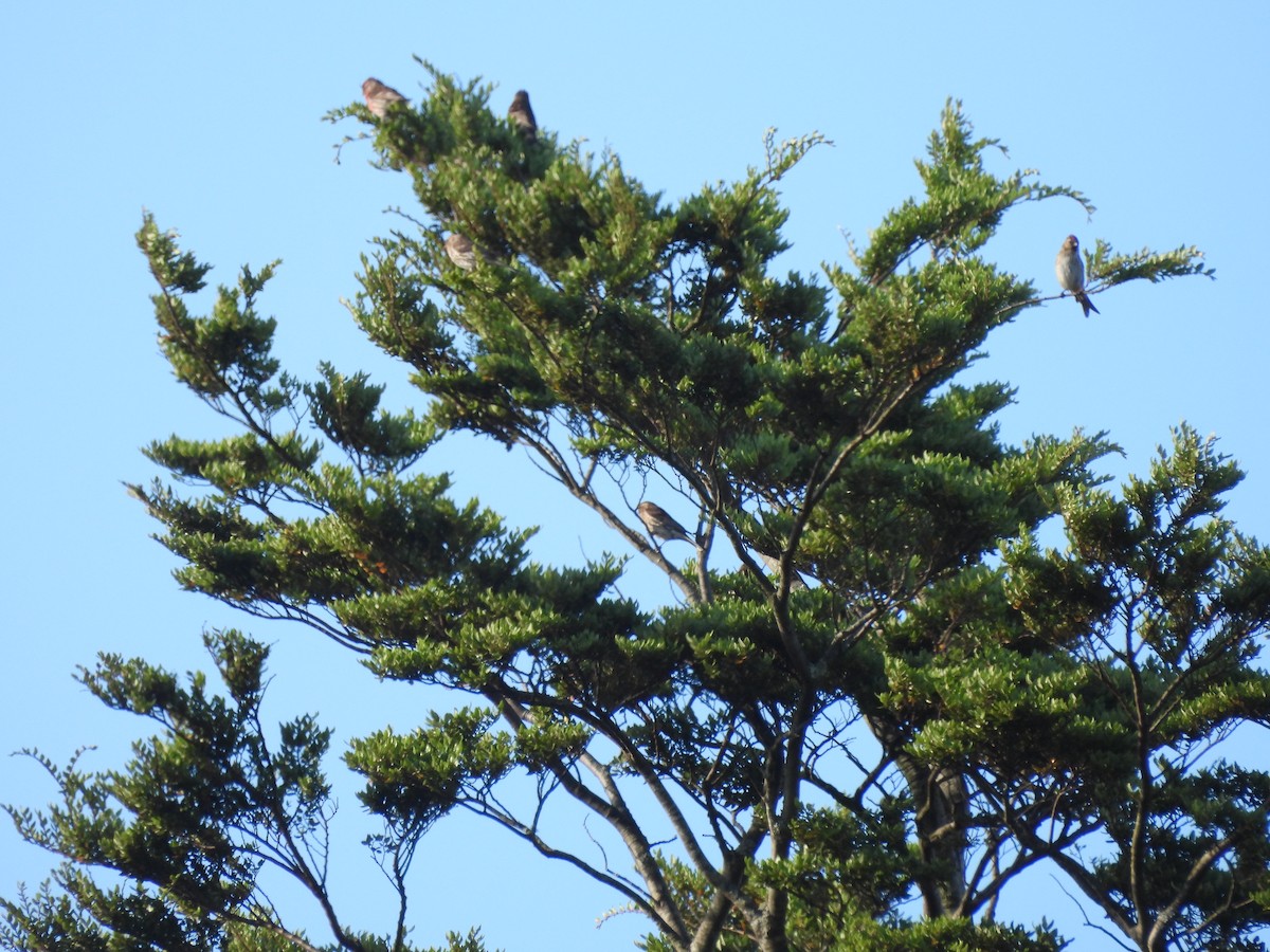 Redpoll (Lesser) - ML613443871