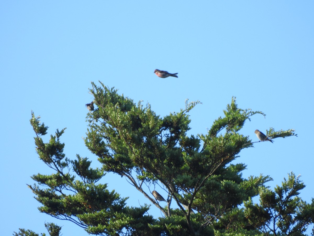 Redpoll (Lesser) - ML613443872
