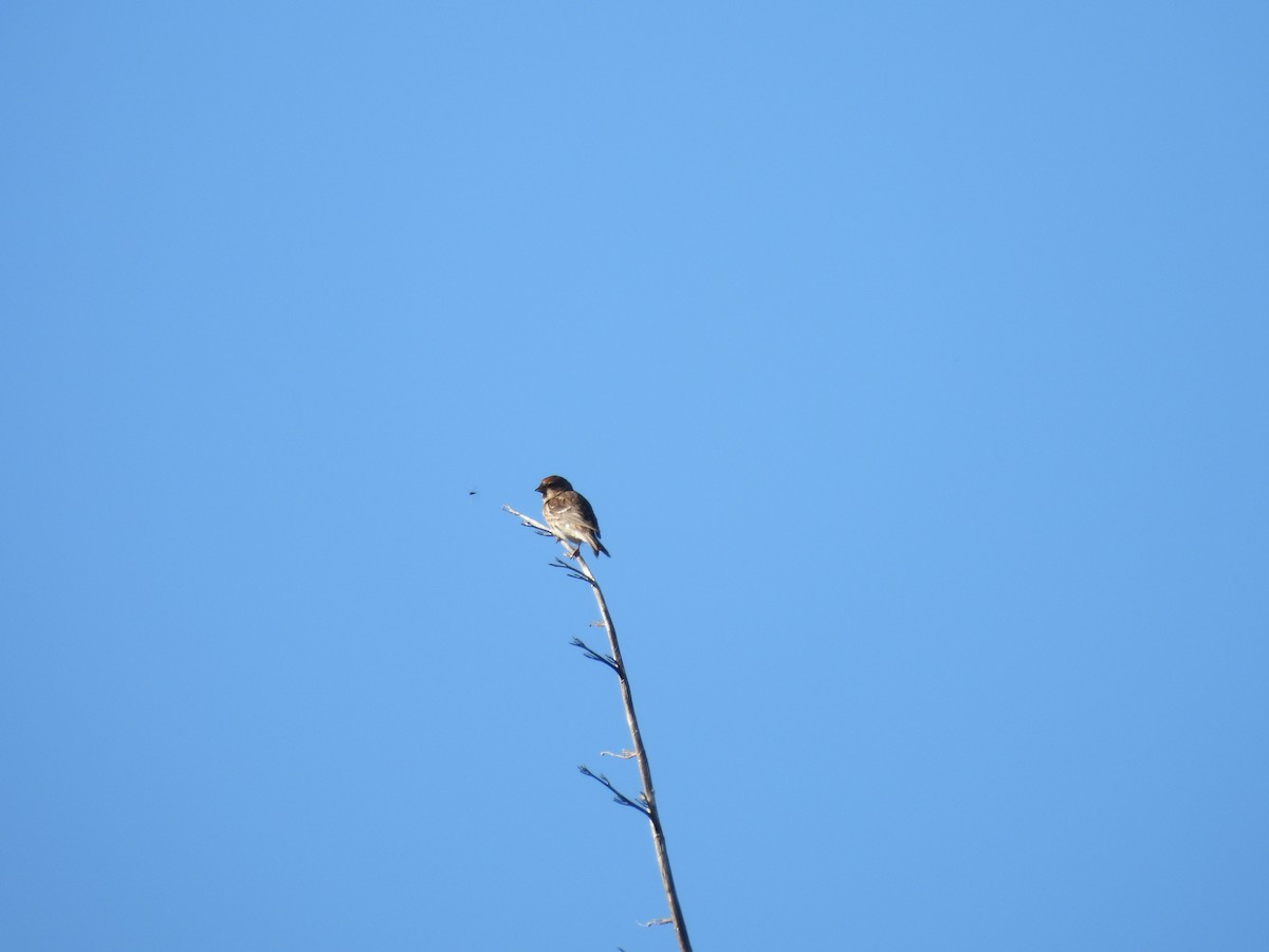 Redpoll (Lesser) - ML613443878