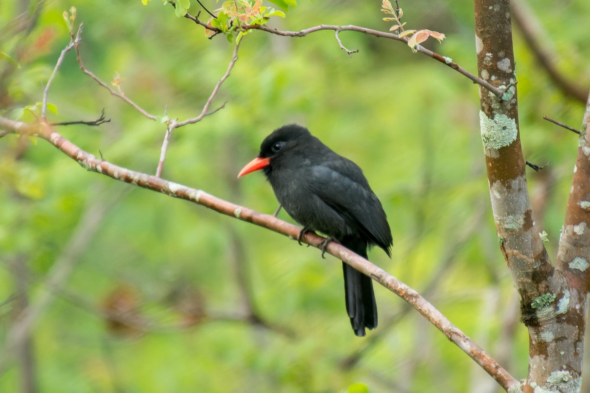 Black-fronted Nunbird - ML613443884