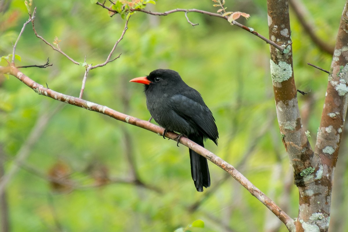 Black-fronted Nunbird - ML613443885