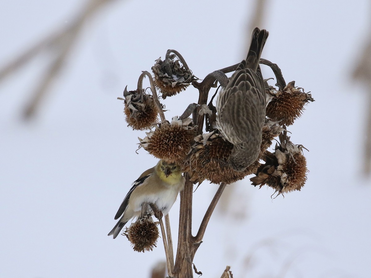 American Goldfinch - ML613443944