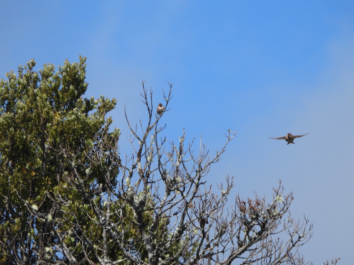 Redpoll (Lesser) - ML613443984