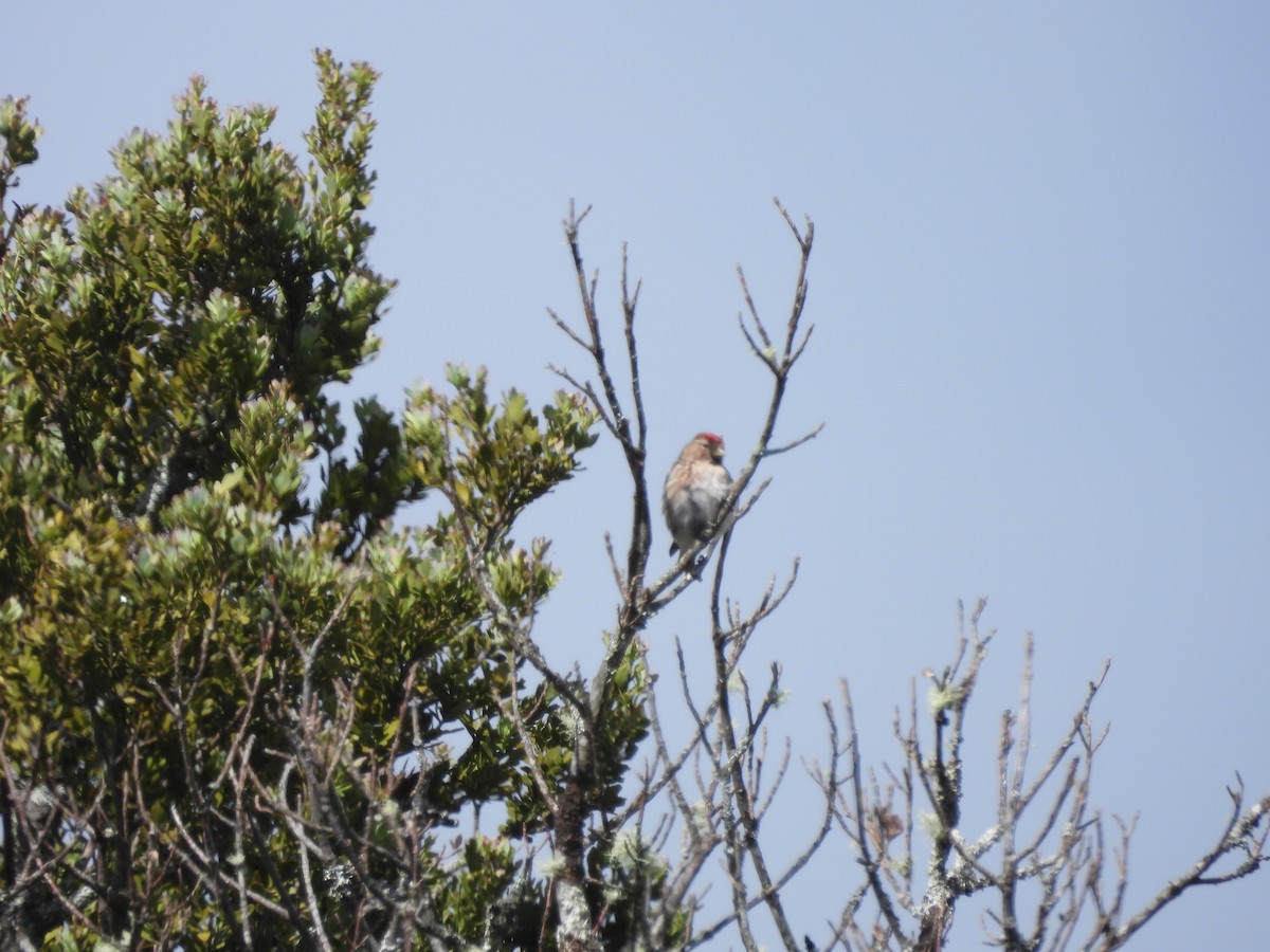 Redpoll (Lesser) - ML613443996