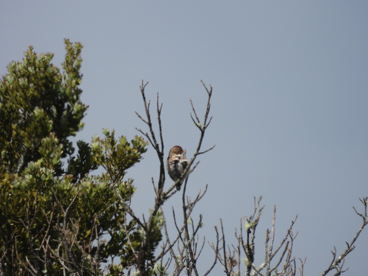 Redpoll (Lesser) - ML613443997