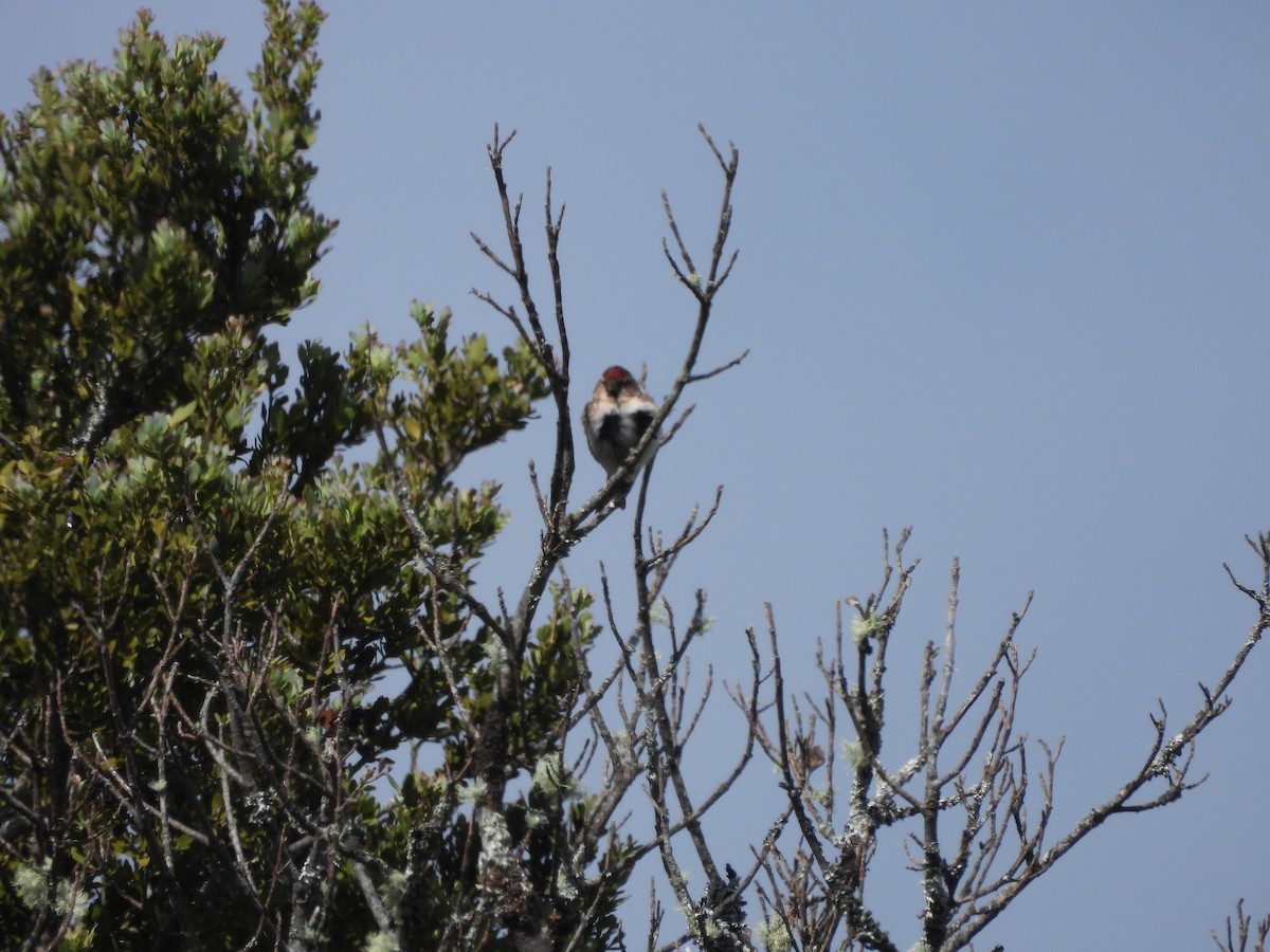 Redpoll (Lesser) - ML613444022