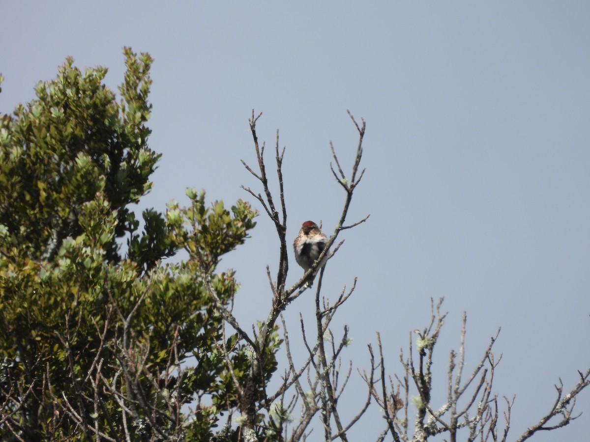 Redpoll (Lesser) - ML613444023