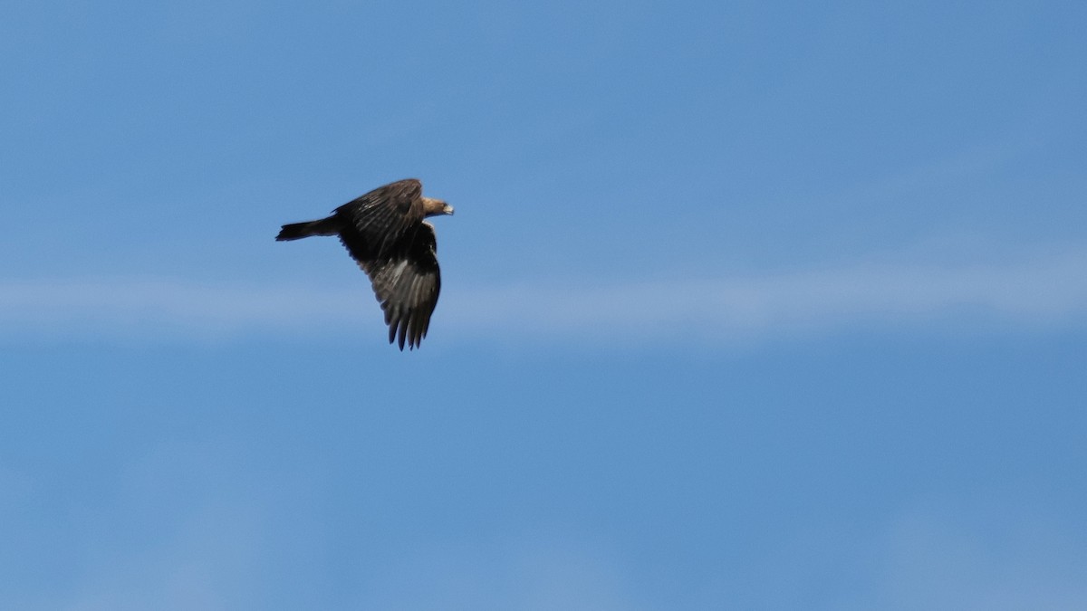 Águila Real - ML613444064