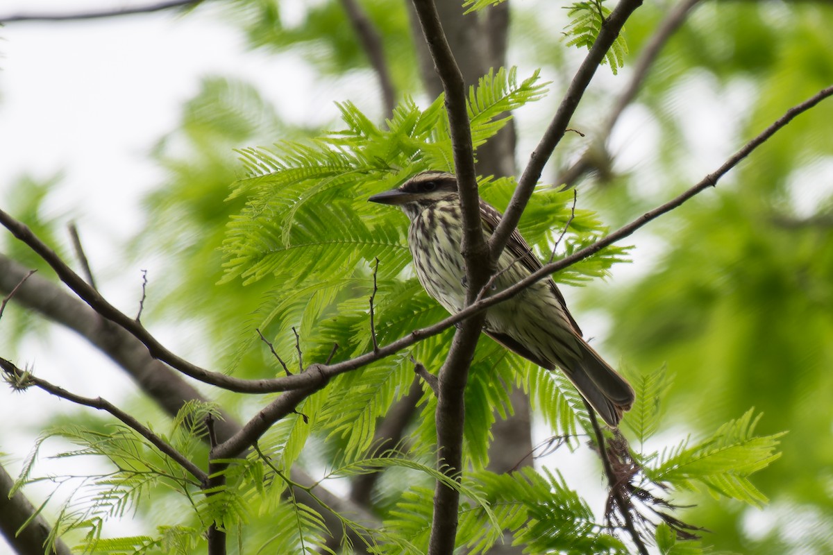 Streaked Flycatcher - ML613444083