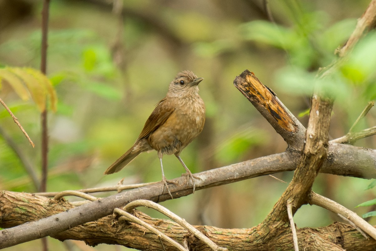 Pale-breasted Thrush - ML613444101