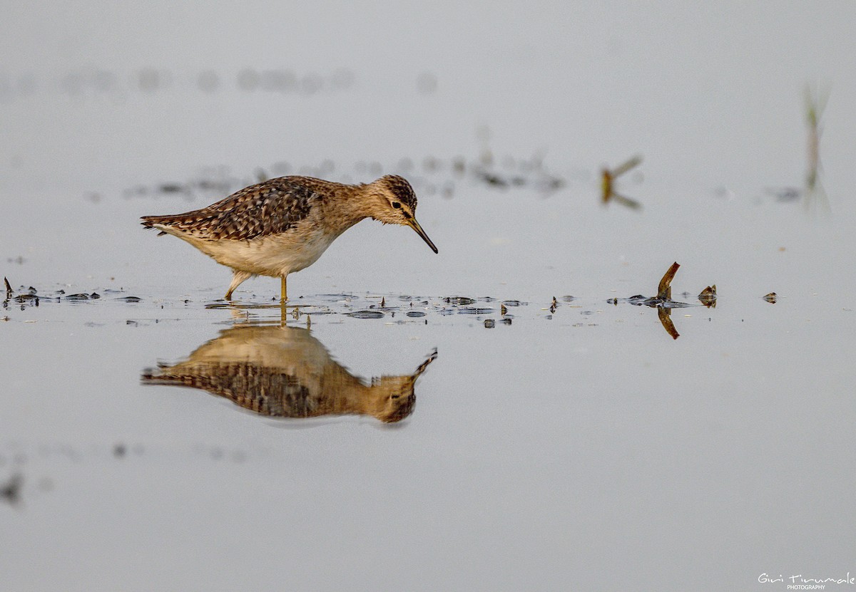 Wood Sandpiper - ML613444169