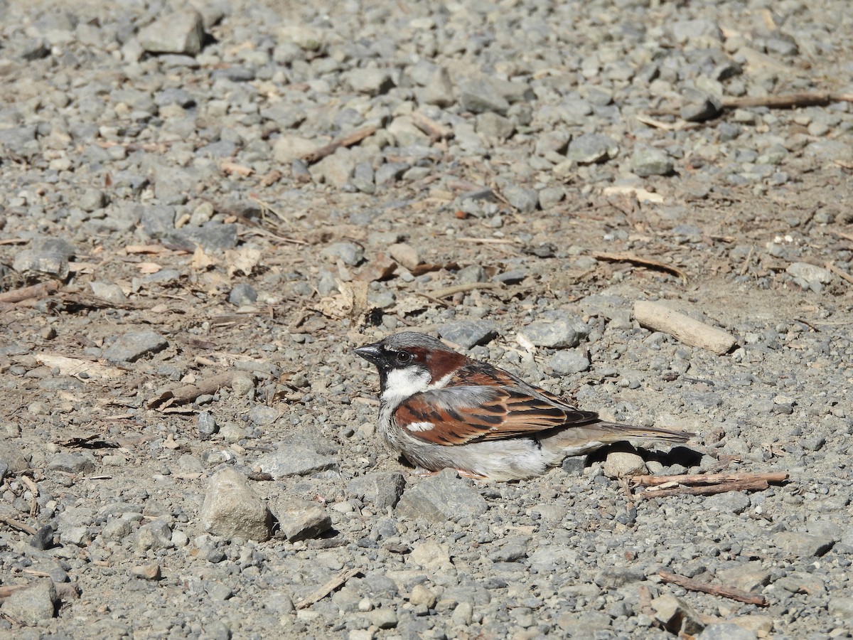 House Sparrow - Kevin Rohling