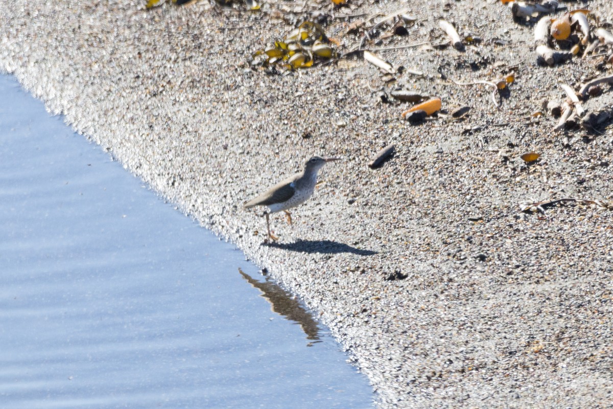 Spotted Sandpiper - ML613444271