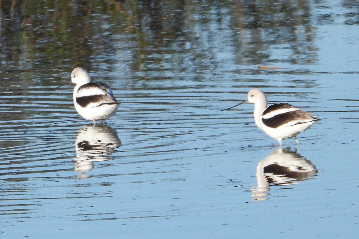 Avocette d'Amérique - ML613444273