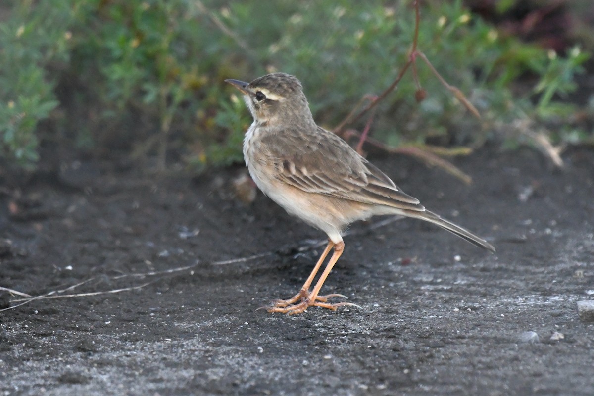 Paddyfield Pipit - ML613444276