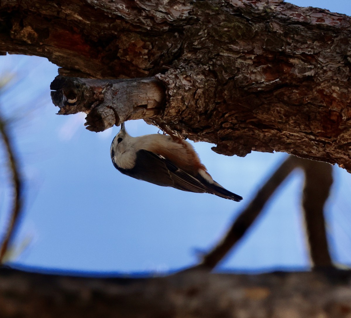 White-breasted Nuthatch - ML613444336