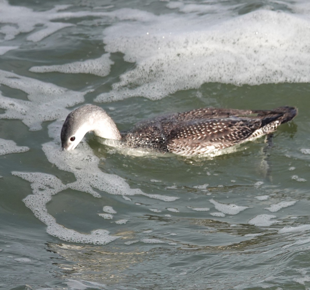 Red-throated Loon - ML613444438