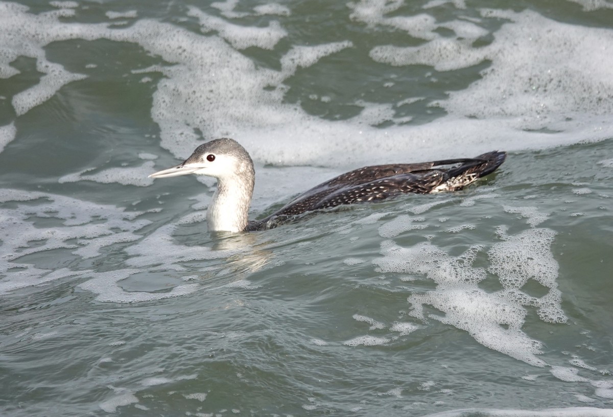 Red-throated Loon - ML613444439
