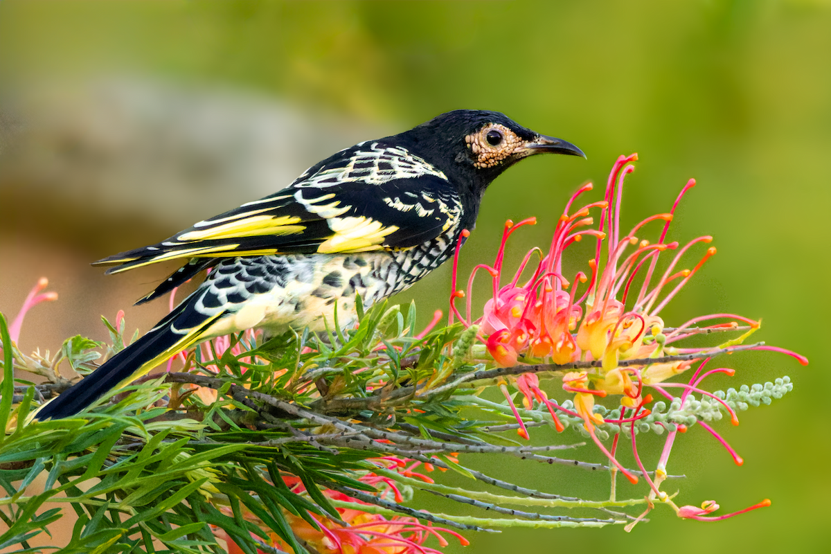 Regent Honeyeater - Joel Poyitt