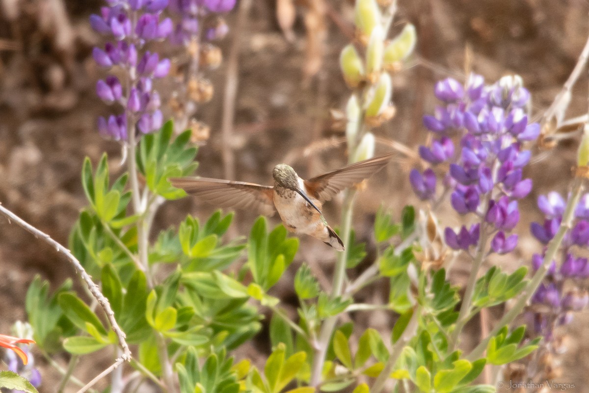 Broad-tailed Hummingbird - ML613444552