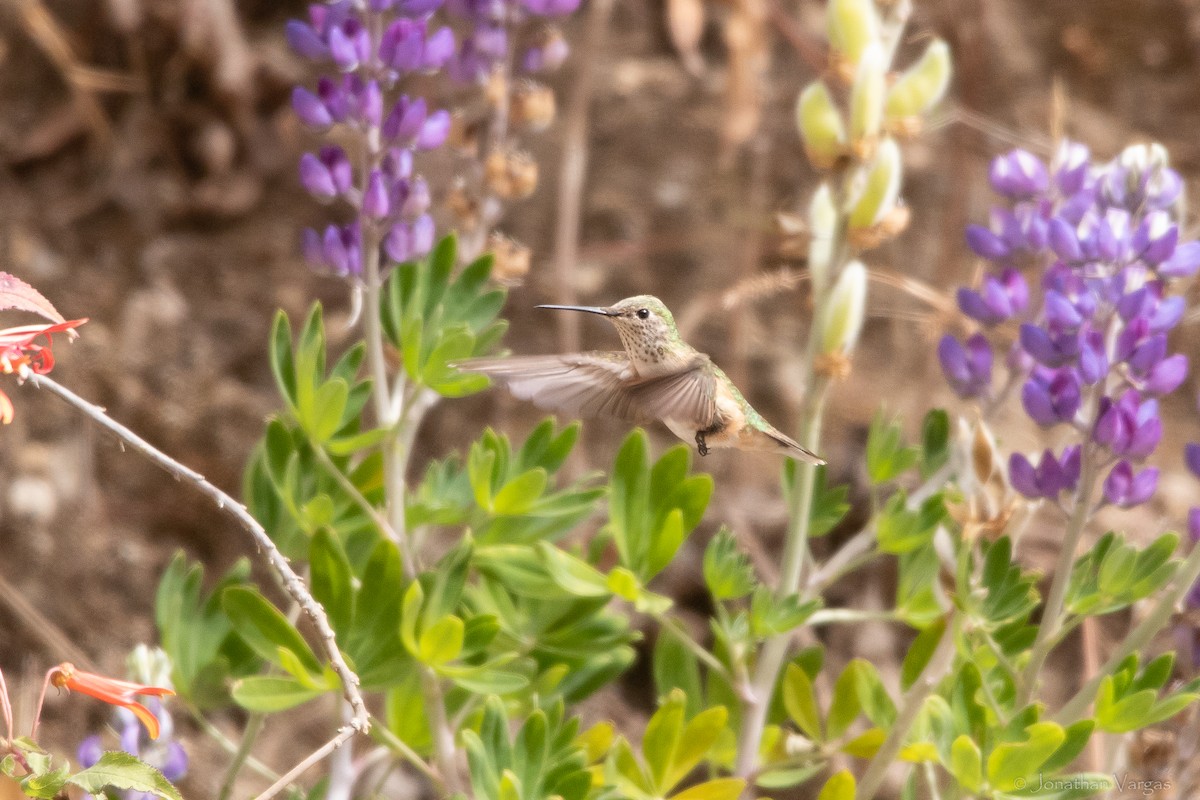 Broad-tailed Hummingbird - ML613444553
