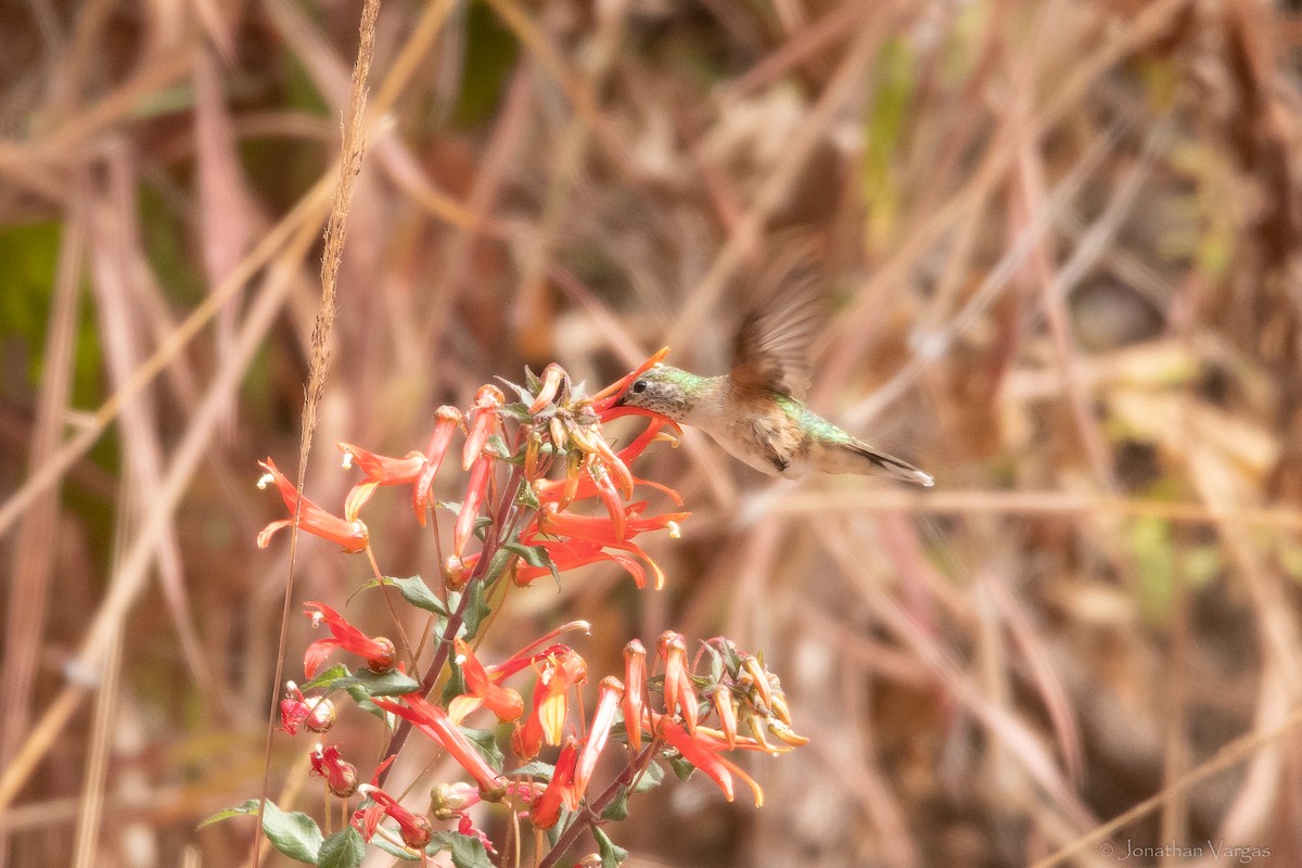 Broad-tailed Hummingbird - ML613444554
