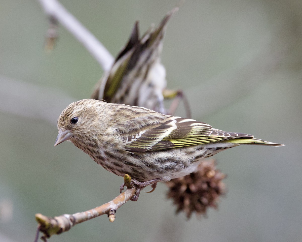 Pine Siskin - Dave Bengston