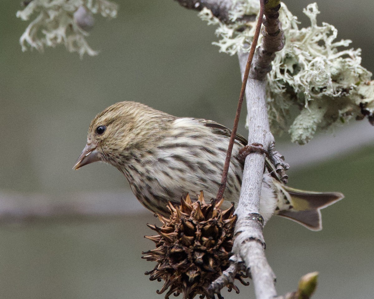 Pine Siskin - ML613444631