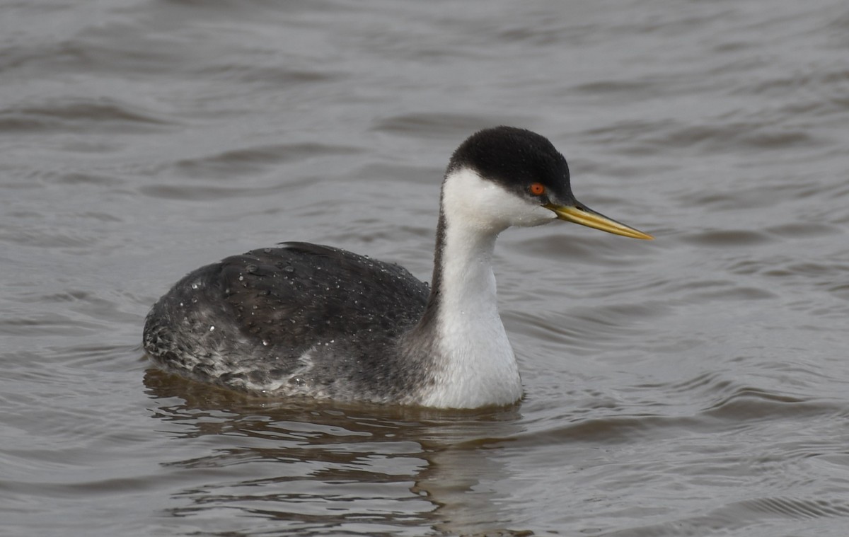 Western Grebe - Tim Schadel