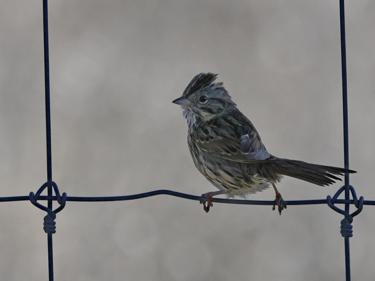 Lincoln's Sparrow - ML613444643